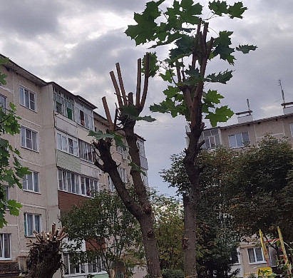В Тейкове "кронируют" деревья под корень 